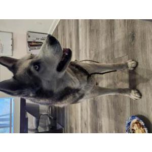 Found Dog Unknown