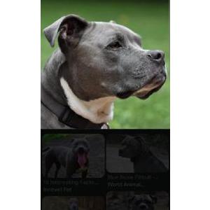 Lost Dog Buddy
