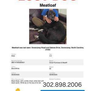 Image of Meatloaf, Lost Dog