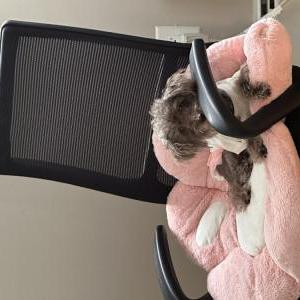 Image of Loli, Lost Dog