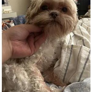 Image of Gibs, Lost Dog