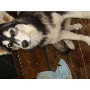 Image of Unknown, Found Dog