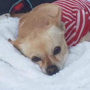 Image of Leeloo, Lost Dog