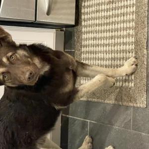 Image of Unknown, Found Dog