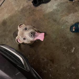 Image of Unknown, Found Dog
