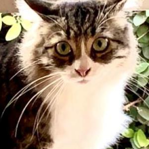 Image of Lu, Lost Cat