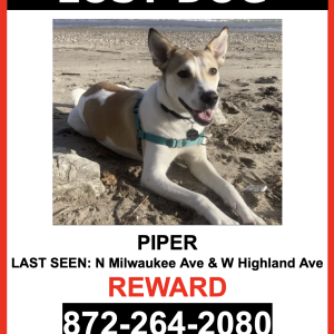 Image of Piper, Lost Dog