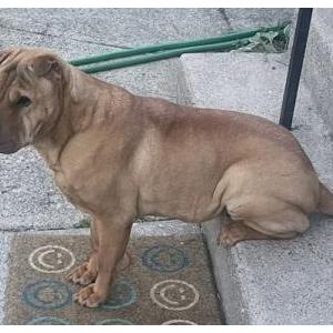 Image of Lola / Potato, Lost Dog