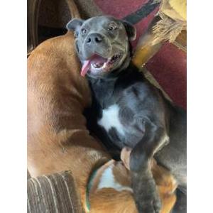 Image of Cachos, Lost Dog