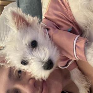 Image of Lollie, Lost Dog