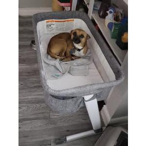 Image of Paco / Paquito, Lost Dog