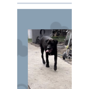 Image of Finnegan, Lost Dog