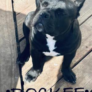 Image of Rockee, Lost Dog