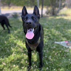 Image of Patience, Lost Dog