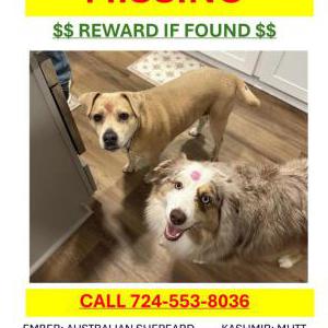 Image of Ember + Kashmir, Lost Dog