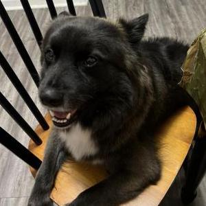 Image of Oreo, Lost Dog