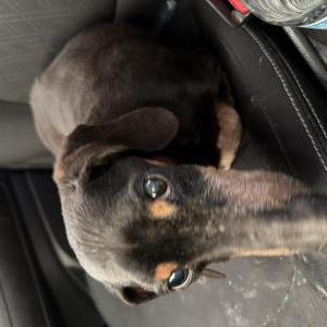 Found Dog Unknown