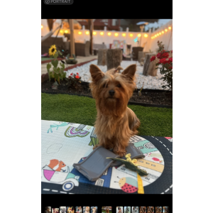 Lost Dog Sascha or chachi