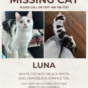 Image of Luna, Lost Cat