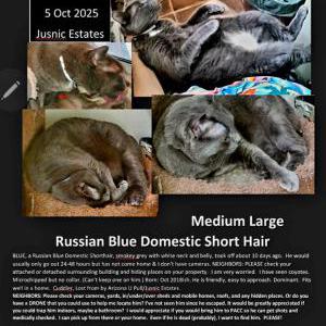 Image of Blue, Lost Cat