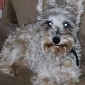 Image of Fiona, Lost Dog