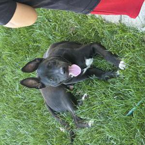 Image of Unknown, Found Dog