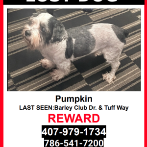 Image of PUMPKIN, Lost Dog