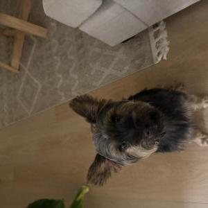 Image of Unknown, Found Dog