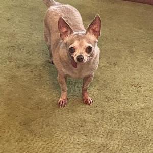 Lost Dog Cinderella
