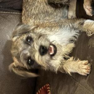 Image of Unknown, Found Dog