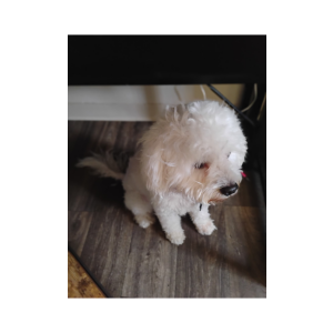 Image of Kampo, Lost Dog