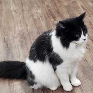 Image of Lola, Lost Cat