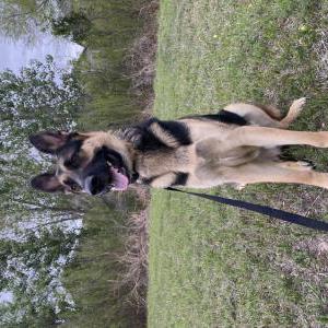 Image of Chico, Lost Dog