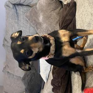 Image of Wanda, Lost Dog