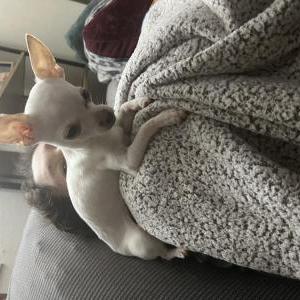 Image of Coco, Lost Dog