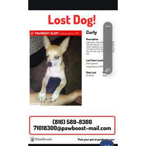 Image of Curly, Lost Dog