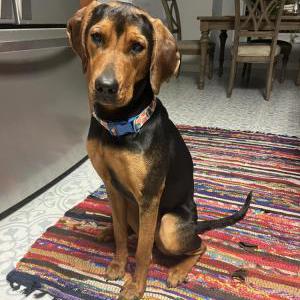 Image of Paris, Lost Dog