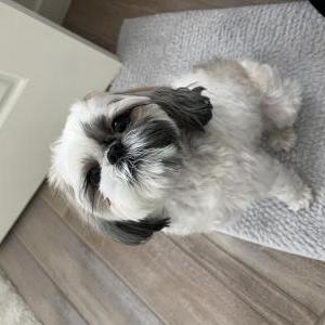 Image of Emilie Lindell, Lost Dog