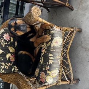 Image of Unknown, Found Dog