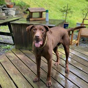 Image of Bosco, Lost Dog