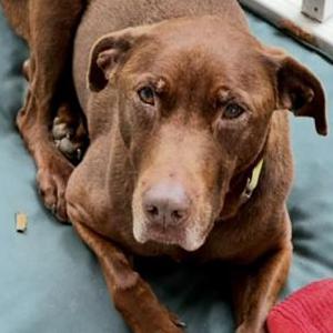 2nd Image of Bosco, Lost Dog