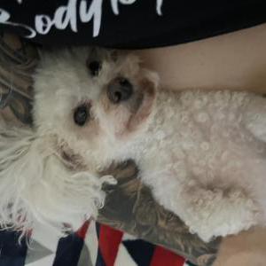 Image of Loli, Lost Dog