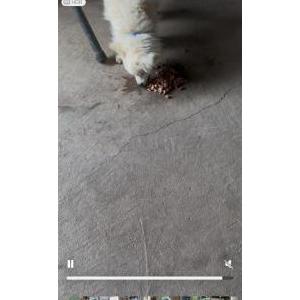 Image of Charly, Lost Dog