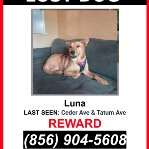 Image of Luna, Lost Dog