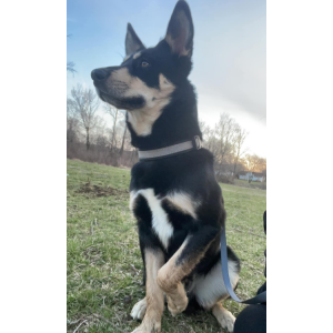 Image of Poseidon, Lost Dog