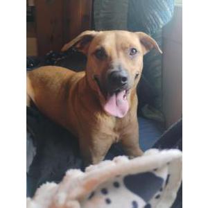 Image of Hades, Lost Dog