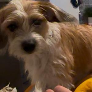 Image of Nova, Lost Dog