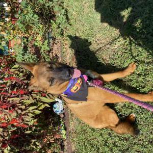 Image of Lainey/Jezabel, Lost Dog