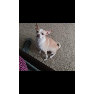 Image of Karma aka karmalita, Lost Dog