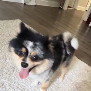 Image of Scrappy, Lost Dog